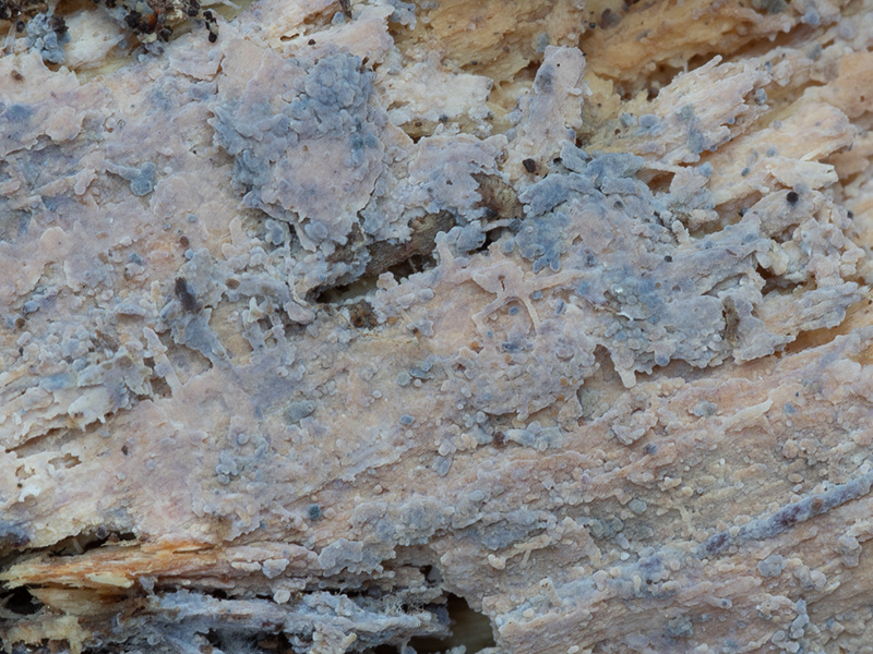 Basidiodendron caesiocinereum